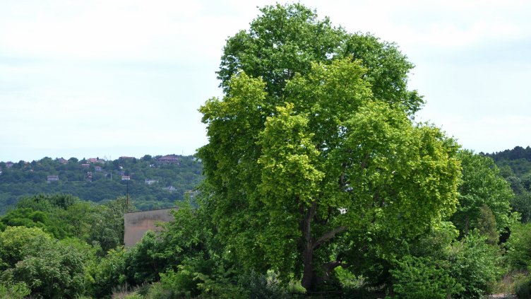 Снимка Пламен Гутинов