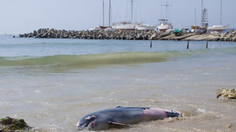 снимки: Ели Маринова