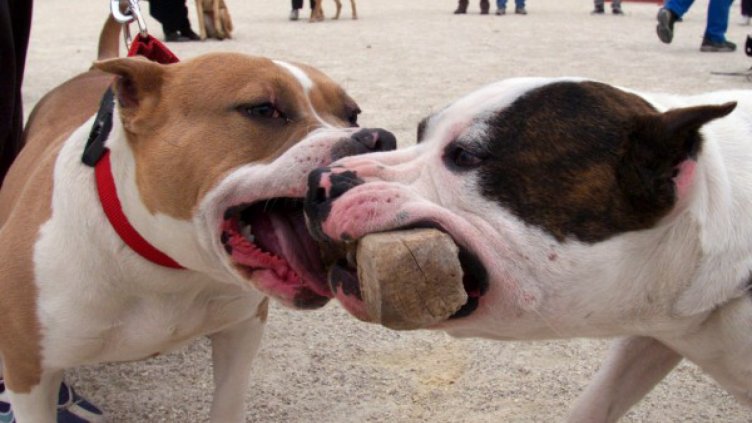 16 000 лв. за смъртта на жена, нахапана от питбули