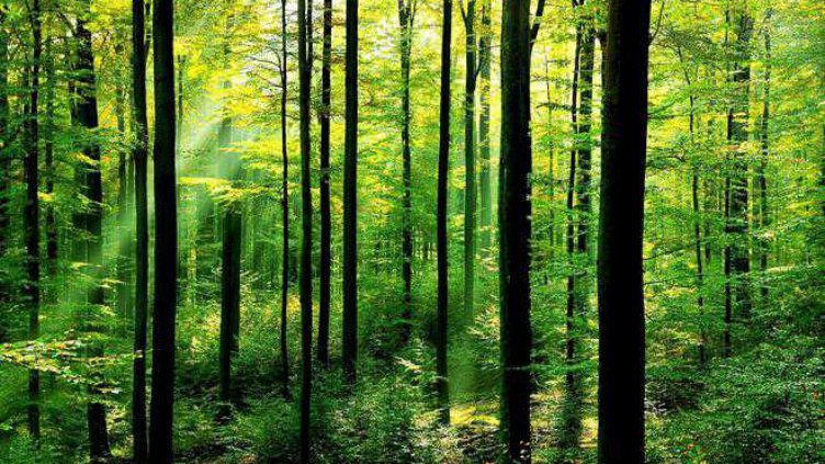 Вековните гори в „Централен Балкан“ - включени в ЮНЕСКО