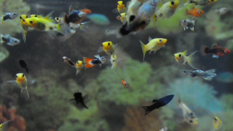 Варненският аквариум навърши 83 години (СНИМКИ)