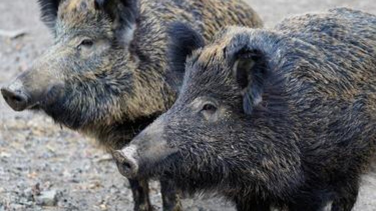 Горите във Варненско под постоянен контрол заради опасността от африканска чума по свинете