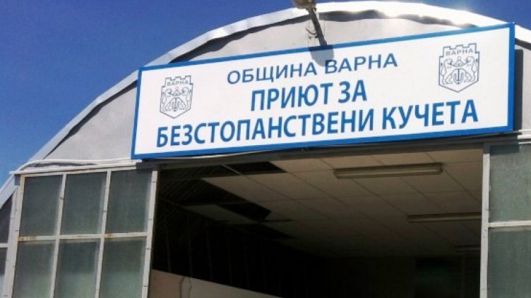 Общинският приют отново приема безстопанствени кучета