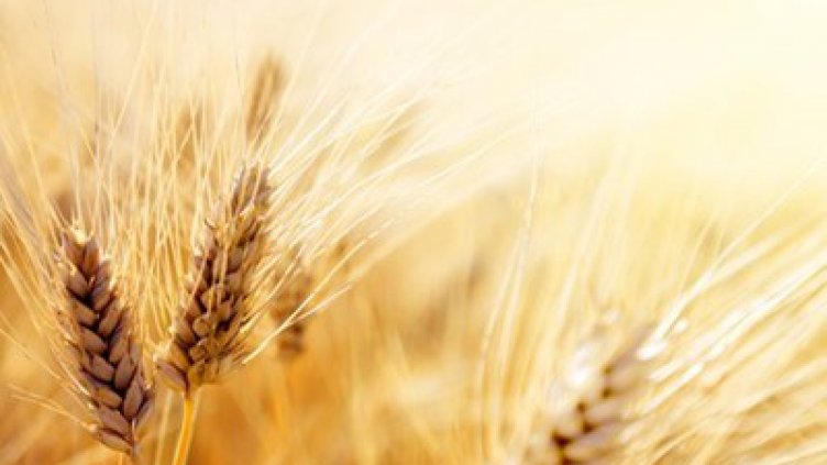 Вредители унищожават 40% от земеделската продукция