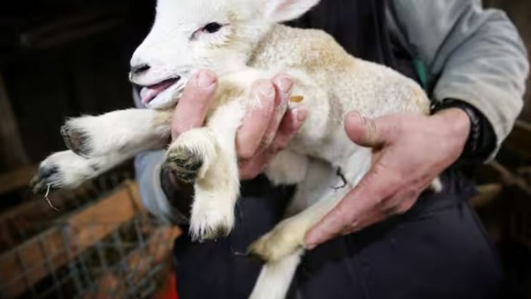 Агне с шест крака се роди във ферма