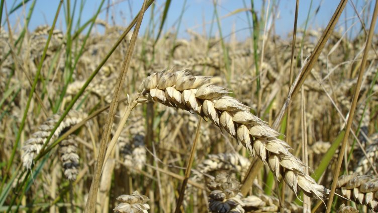 Реколтата от пшеница в Добруджа е под заплаха