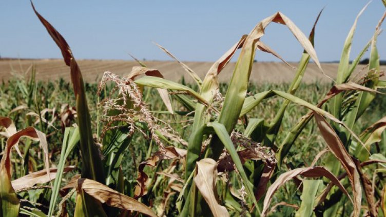 Код червено за лятото: Невиждани жеги и суша