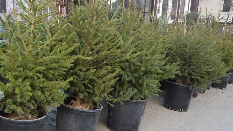 До 5000 лв. е глобата за незаконно отсечена елха