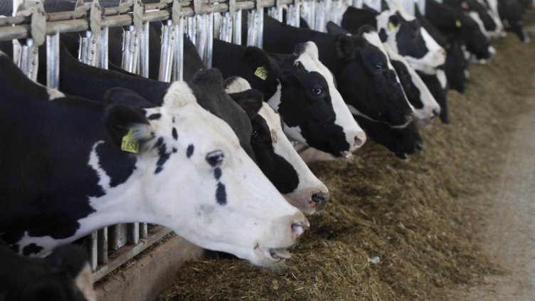 Интервенциите на Брюксел заплашват крехкия млечен пазар на общността