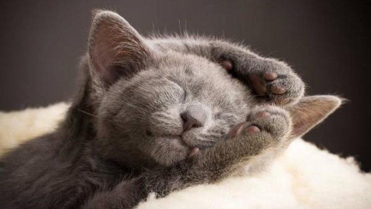 Как да спрем котката да ни буди сутрин?