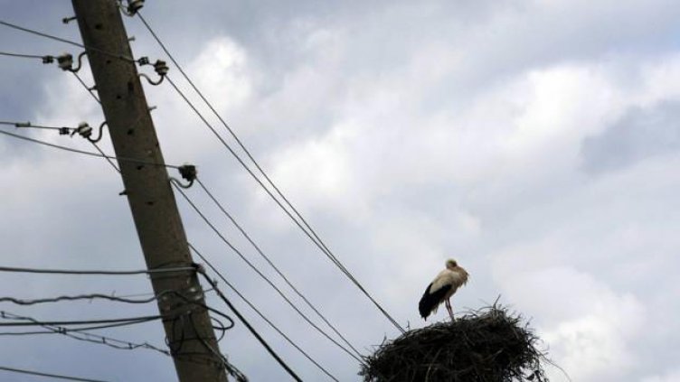 Заради волтова дъга: Десетки мъртви щъркели до Елхово