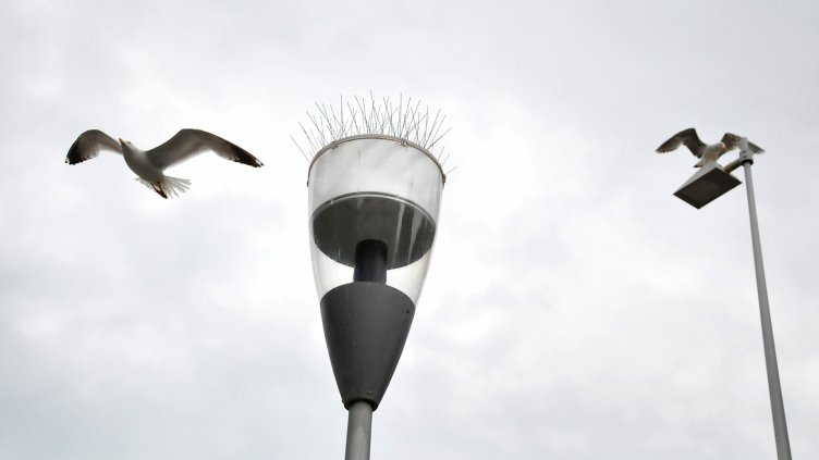 Пазят с метални иглички лампите в центъра от гларуси (СНИМКИ)