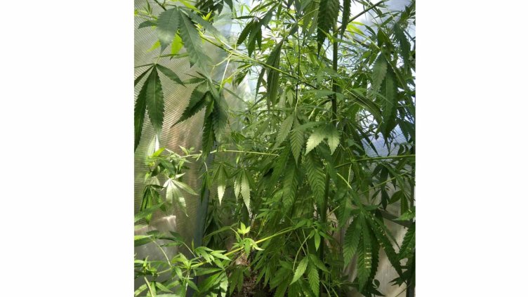 Домашна плантация с марихуана откриха в двор в кв. "Галата"