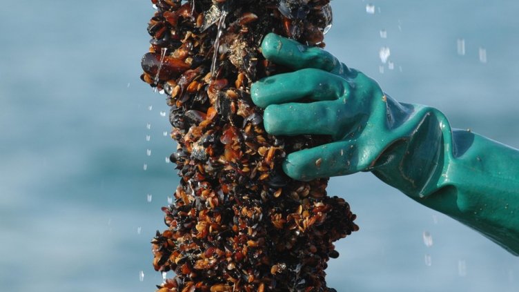 Производството на черни миди може да скочи до 20 000 тона