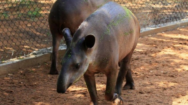 Зоологическа градина няма да развъжда животни, ако не може да ги върне в природата