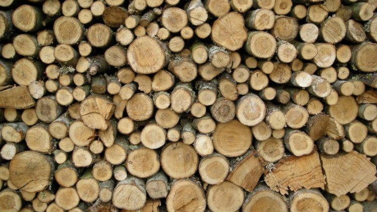 Стартира нова електронна система за продажба на дървесина