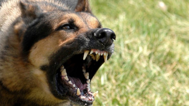 Разкъсан от кучета дядо близо година се води все още жив