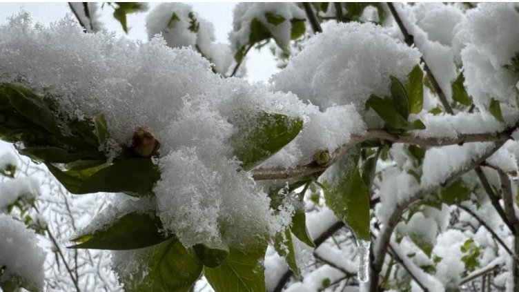 Априлският сняг и студ унищожиха овошките в Североизточна България
