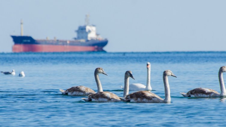 Снимка: Пламен Гутинов