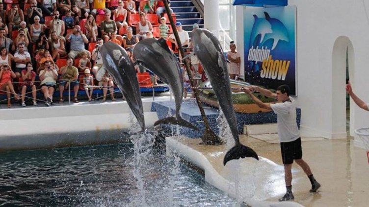 Делфинариум Варна пуска безплатни представления