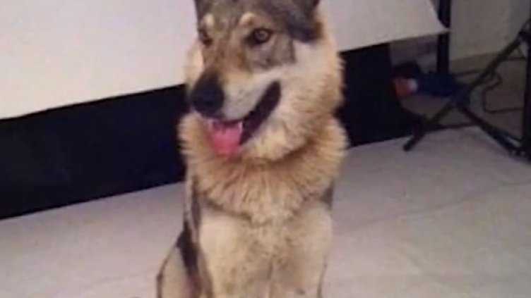 Семейство с три деца геледа вълци в апартамента си