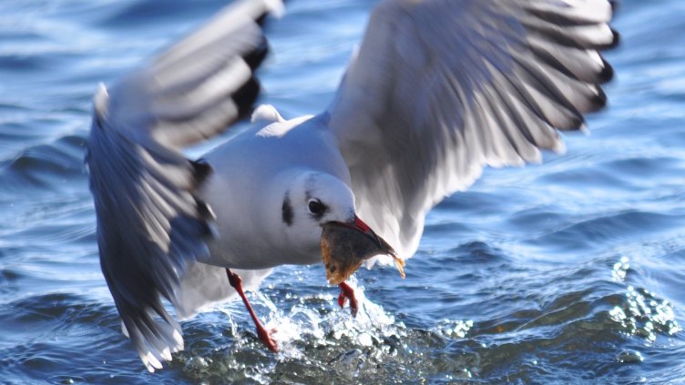 Чайка си улови пресния обяд (СНИМКИ)