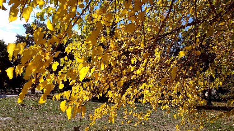 Южният вятър ни докара температурен рекорд