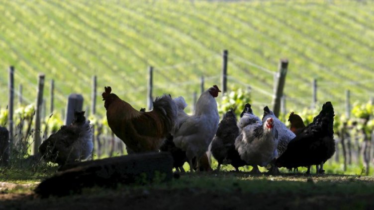 Роботи навлизат и в птицевъдната индустрия