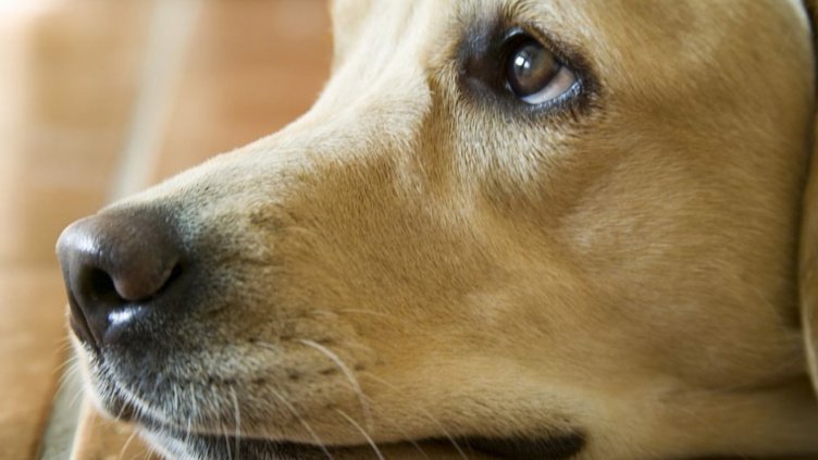 Избягало куче позвъни на вратата, за да му отворят 