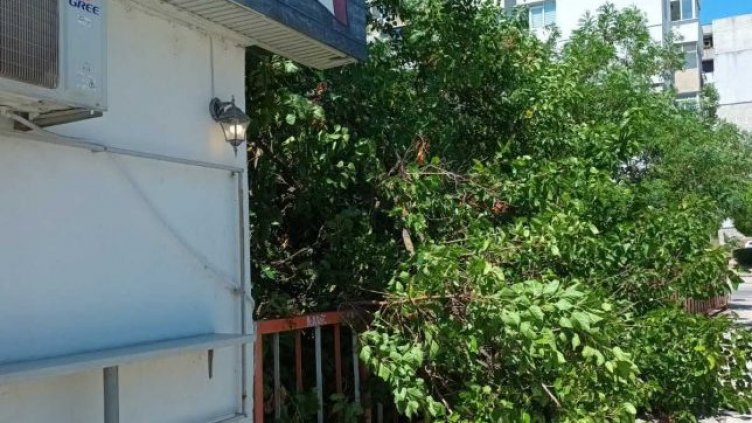 Клони паднаха върху тротоар на улица във Варна