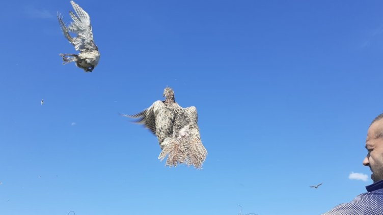 Разселиха над 200 фазани в Провадийско