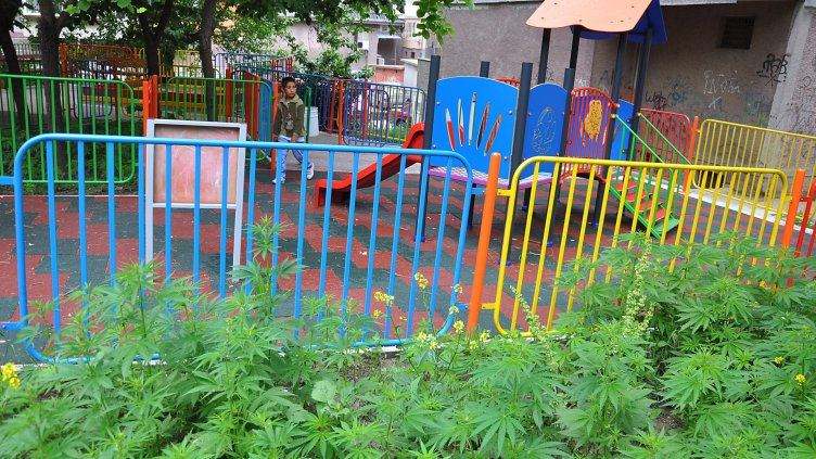 Още една градинка с канабис избуя до детска площадка (СНИМКИ)