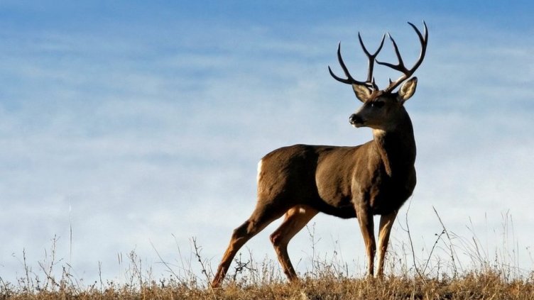 Нощем в Русе броди... елен