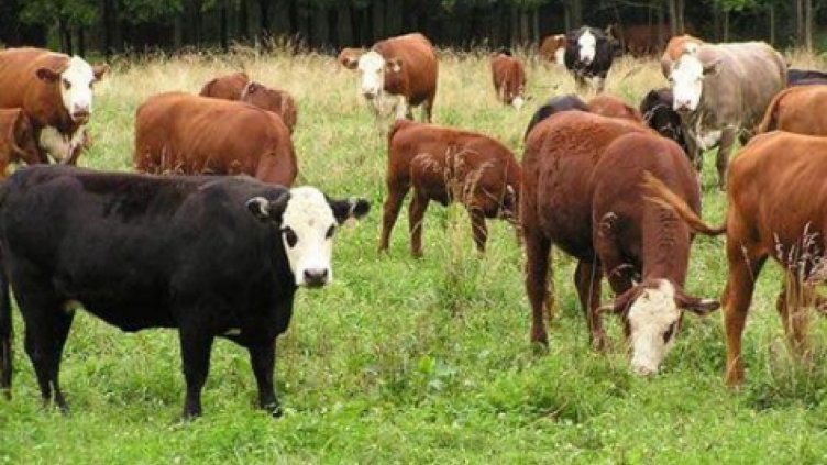 Първи случай на нодуларен дерматит във Великотърновско