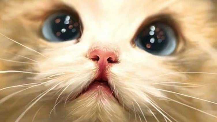 Как e мац-пис-пис на различните езици