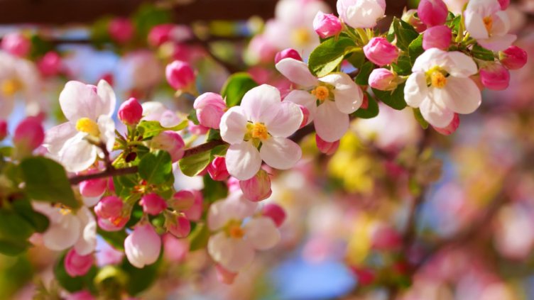 Честита първa пролет!