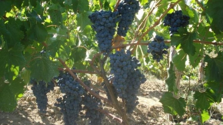 Пианист впечатли света с изпълнение насред лозе