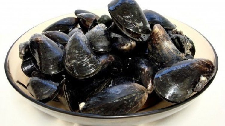 Изчезнала преди 60 г. мида се завърна в Черно море