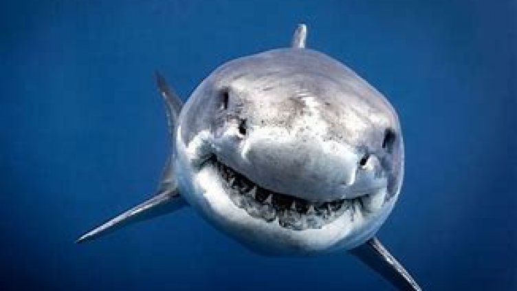 Голяма бяла акула атакува сърфист, той оцеля