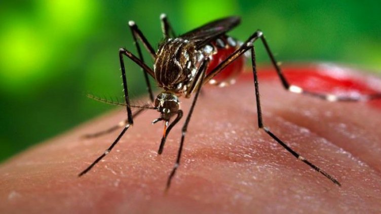 Няма риск от вируса зика за България