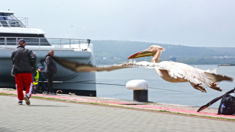 От Зоопарка призовават: Не хранете пеликана Стойчо с храна, различна от риба