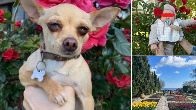 Кметът честити Цветница на варненци със снимка от ботаническата градина в Балчик