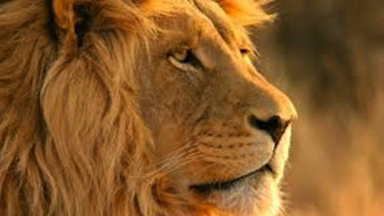 Ремонтират клетката на лъвовете