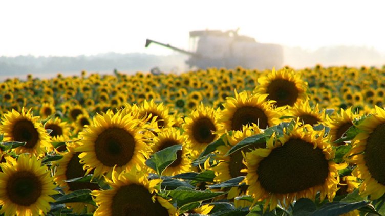 Ожънаха слънчогледа във Варненско