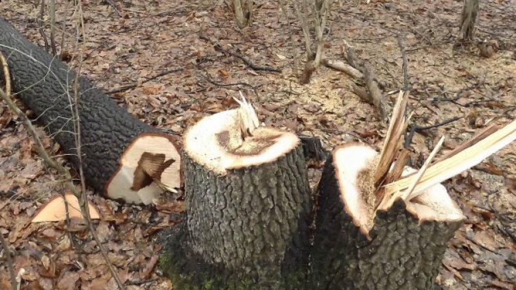 Арестуваха шефа на горските в Търново