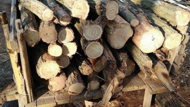 Близо 1000 проверки извършиха горските в Североизточна България