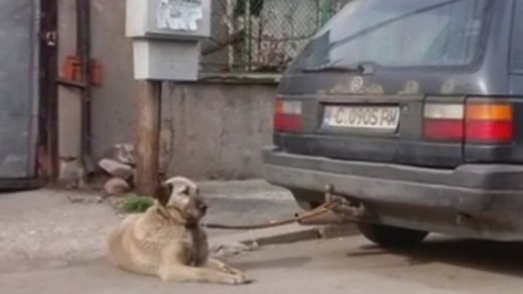 Прокутурата прояви интерес към влаченото куче