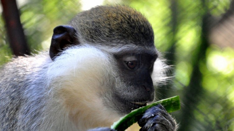 Протест за затваряне на Столичния зоопарк и то в Деня на детето 