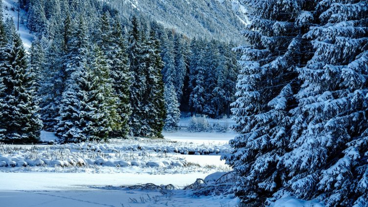 Снимка: Pixabay/ garten-gg