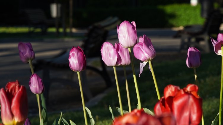 Община Варна обявява конкурс за най-красиво поддържана градинка